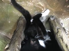 -猫猫幼稚园·撸猫·桌游·电玩