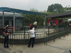 -中国扬子鳄村