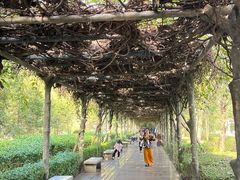 -大屏嶂森林公园
