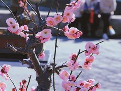 -红梅公园
