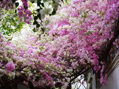 -深圳国际园林花卉博览园