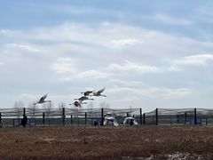 -盐城丹顶鹤湿地生态旅游区