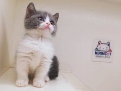 -十年猫舍·猫咪专门店(普陀店)