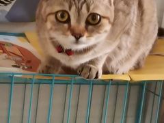 -创凡宠物医院·骨专科  猫科中心(西乡分院)
