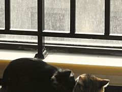 -佑安动物医院·全科·内窥镜中心(幸福巷店)