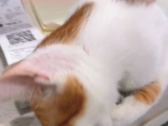 -佳雯宠物医院·皮肤科·内外科(春晓路分院)