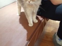 -MOCHA明星猫咖(田子坊店)