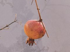 -厦门园林博览苑