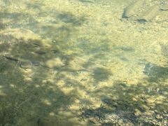 -广州白江湖森林公园