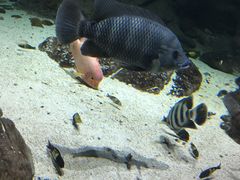 -江和美海洋公园