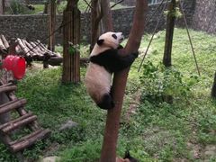 -都江堰中华大熊猫苑