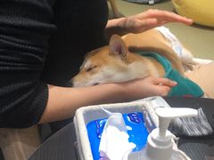 -逗柴咖啡屋·狗咖猫咖宠物桌游
