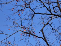 -千年银杏谷文化旅游区