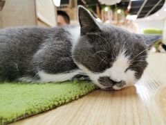 -猫和宫(六道口店)