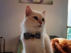 -喵喵咪呀布偶猫咖(春熙路店)