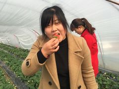 -喜杨洋草莓采摘园