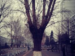 沈阳市摄影艺术家协会-东北大学(南湖校区)