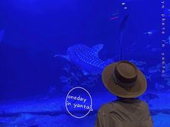 -烟台海昌鲸鲨海洋公园