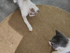 -more than meow吴止猫主题餐厅(承德 中船汇店)