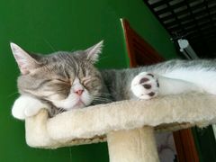-喵店&猫咖
