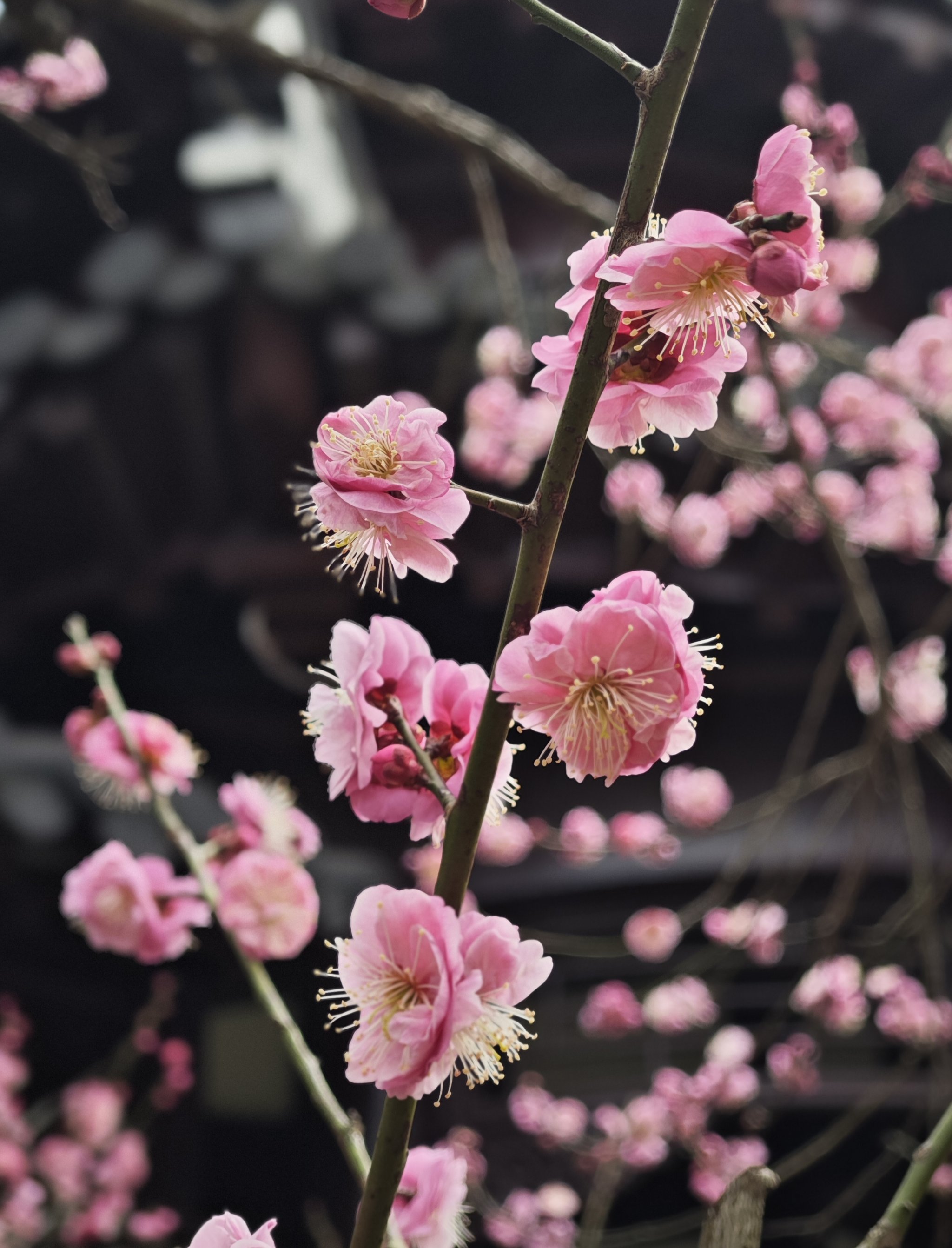 梅花是春天的使者,梅岗是初春赏梅的必去景点