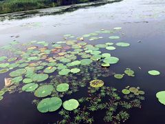 -洪湖生态旅游区