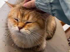 -Let's go狗咖·猫咖·奶狗·桌游(春熙路IFS店)