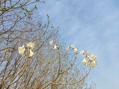 -汉长安城未央宫国家考古遗址公园