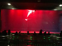 -芜湖新华联大白鲸海洋公园