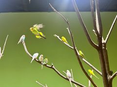 -上海大自然野生昆虫馆(东方明珠·爬宠昆虫探索中心)