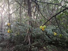-燕晗山郊野公园