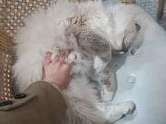 -共舞时光猫咖·狗咖(新街口店)