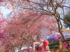 -高东镇樱花园