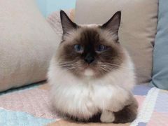 -Bastet sally猫舍购宠(静安店)