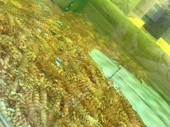-旺顺阁海鲜广场(亚运村店)