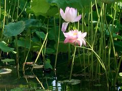 -金鸡湖桃花岛