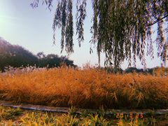 -永定河休闲森林公园