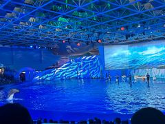 -海合安青岛极地海洋公园