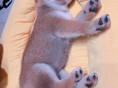 -逗柴咖啡屋·狗咖猫咖宠物桌游