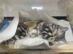 -瑞派宠物医院·CT影像中心·猫友好医院(奥城店)