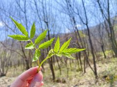 -青峰峡国家森林公园