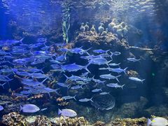 -华夏文旅海洋公园