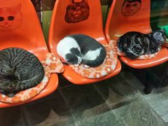 -猫咪博物馆(顶澳仔猫街店)