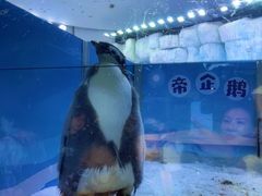 -珠海长隆海洋王国