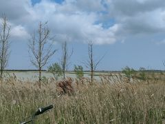 -盐城丹顶鹤湿地生态旅游区