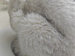 -怪兽屋·羊驼·猫咖·狗咖(俊华广场店)