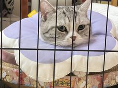 -达爱动物医院·犬猫分区·CT·复杂眼科(远洋山水分院)