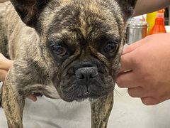 -爱侣宠医·鹦鹉专科·小型哺乳类·异宠专科(灵石路店)