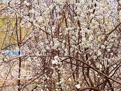 -桃花堤公园