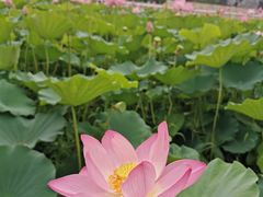 -石家庄市植物园